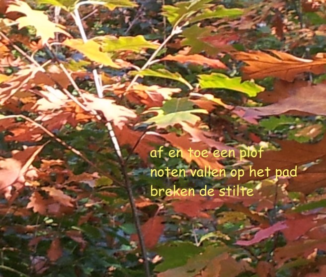 af en toe een plof / noten vallen op het pad / breken de stilte