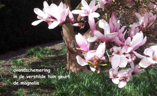 avondschemering / in de verstilde tuin geurt / de magnolia