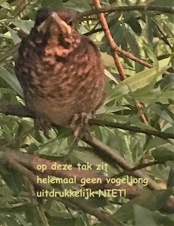 op deze tak zit / helemaal geen vogeljong / uitdrukkelijk NIET
