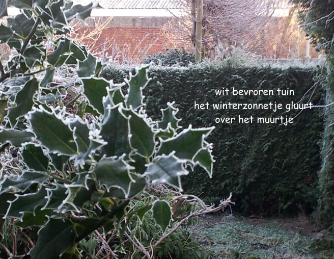 wit bevroren tuin / het winterzonnetje gluurt / over het muurtje