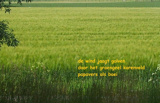 de wind jaagt golven / door het geelgroen korenveld / papavers als boei