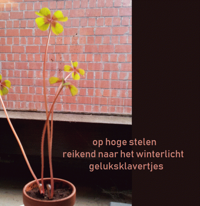 op hoge stelen / reikend naar het winterlicht / geluksklavertjes