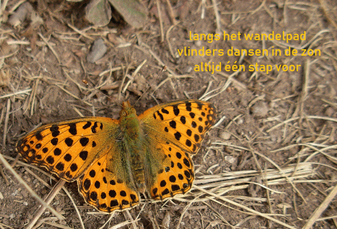 langs het wandelpad / vlinders dansen op het pad / altijd één stap voor