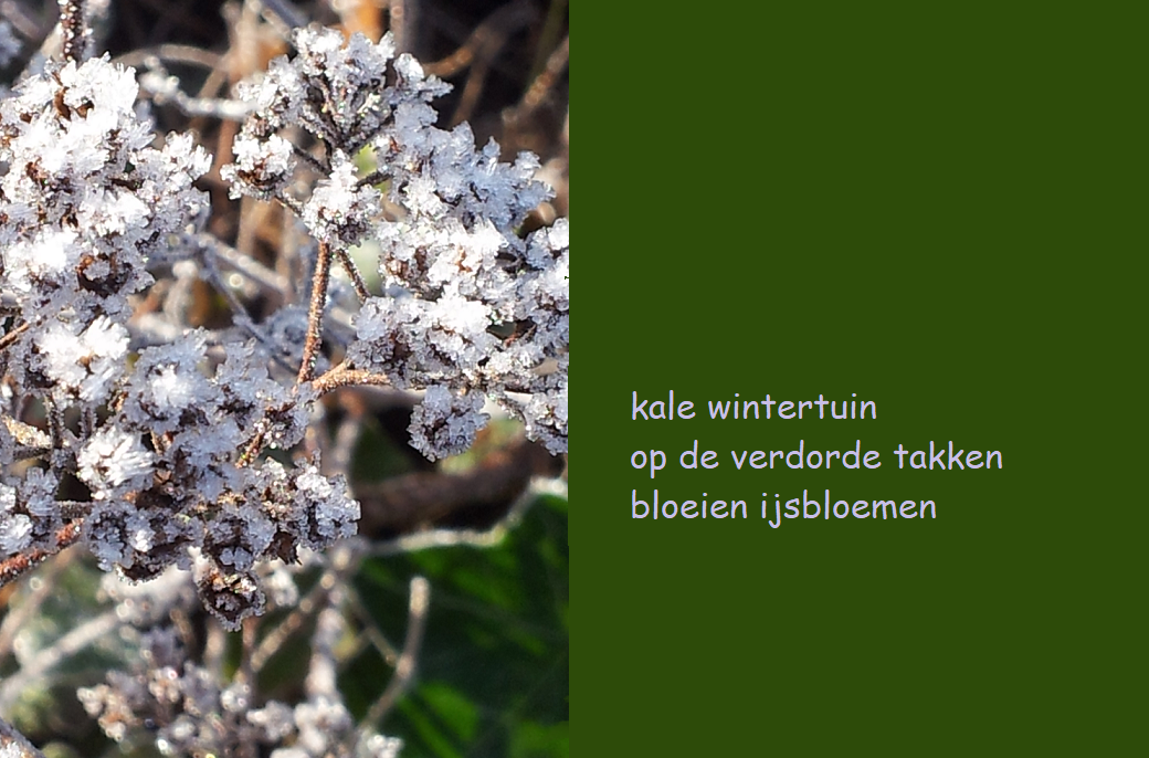 kale wintertuin / op de verdorde takken / bloeien ijsbloemen