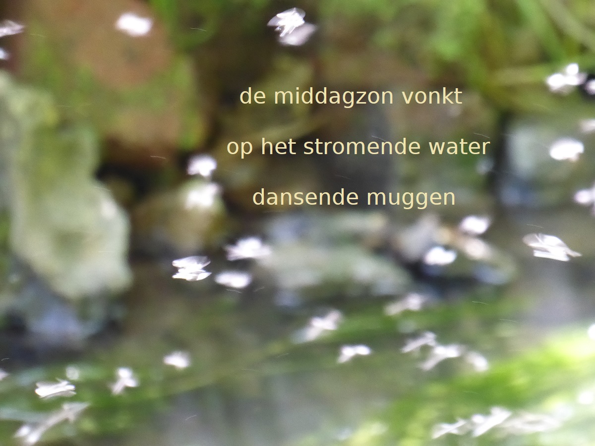de middagzon vonkt / op het stromende water / dansende muggen