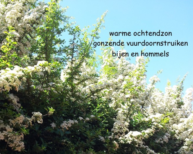 warme ochtendzon / gonzende vuurdoornstruiken / bijen en hommels