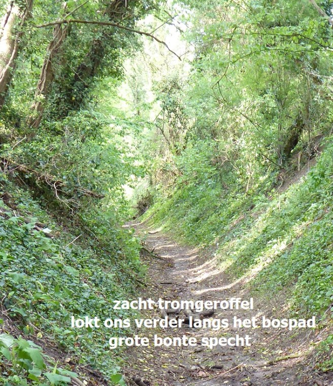 tromgeroffel / lokt ons verder langs het pad / grote bonte specht