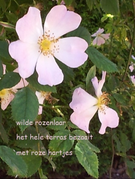 wilde rozenlaar / het hele terras bezaait / met roze hartjes