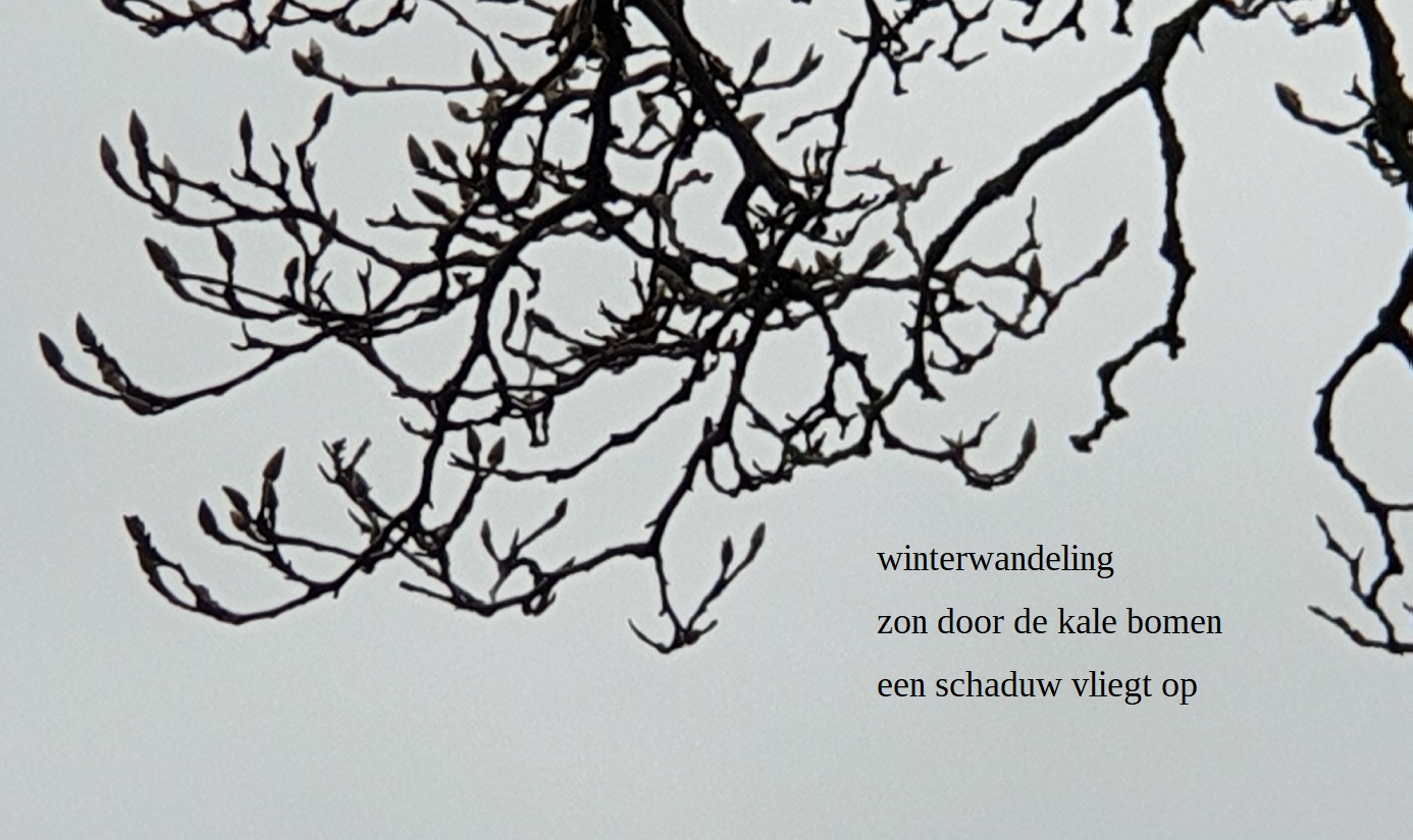 winterwandeling / zon door de kale bomen / een schaduw vliegt op