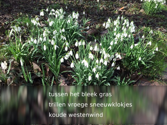 tussen het bleek gras / trillen vroege sneeuwklokjes / koude westenwind