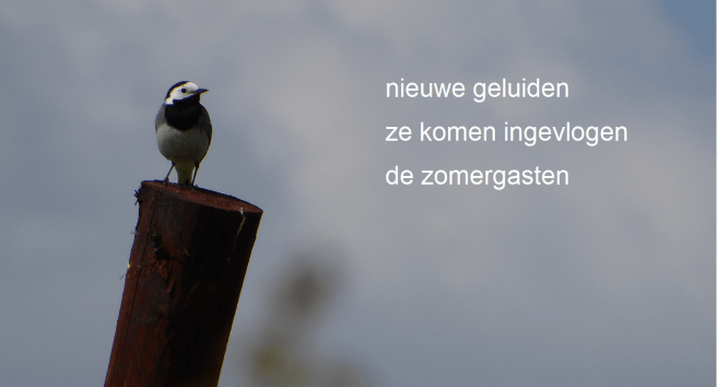 nieuwe geluiden / ze komen ingevlogen / de zomergasten