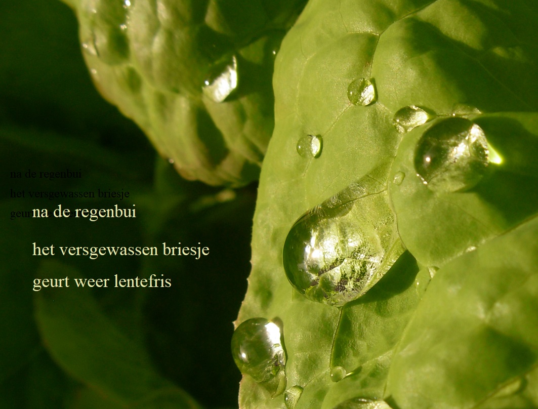 na de regenbui / het vergewassen briesje / geurt weer lentefris
