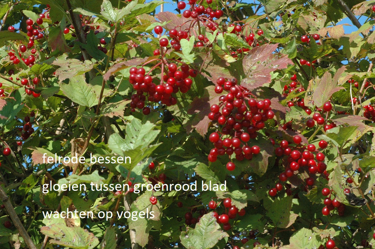felrode bessen / gloeien tussen groenrood blad / wachten op vogels