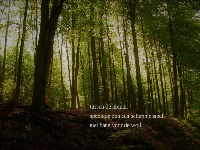 tussen de bomen / speelt de zon een schimmenspel / niet bang voor de wolf
