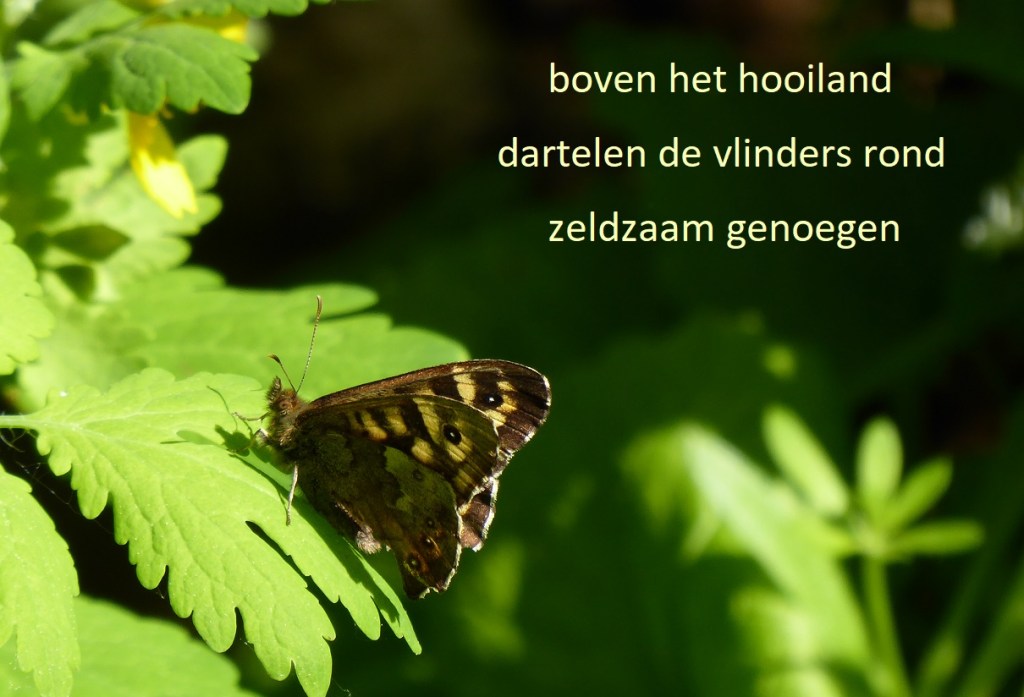 boven het hooiland
dartelen de vlinders rond
zeldzaam genoegen