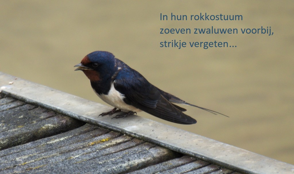 In hun rokkostuum / zoeven zwaluwen voorbij / strikje vergeten...