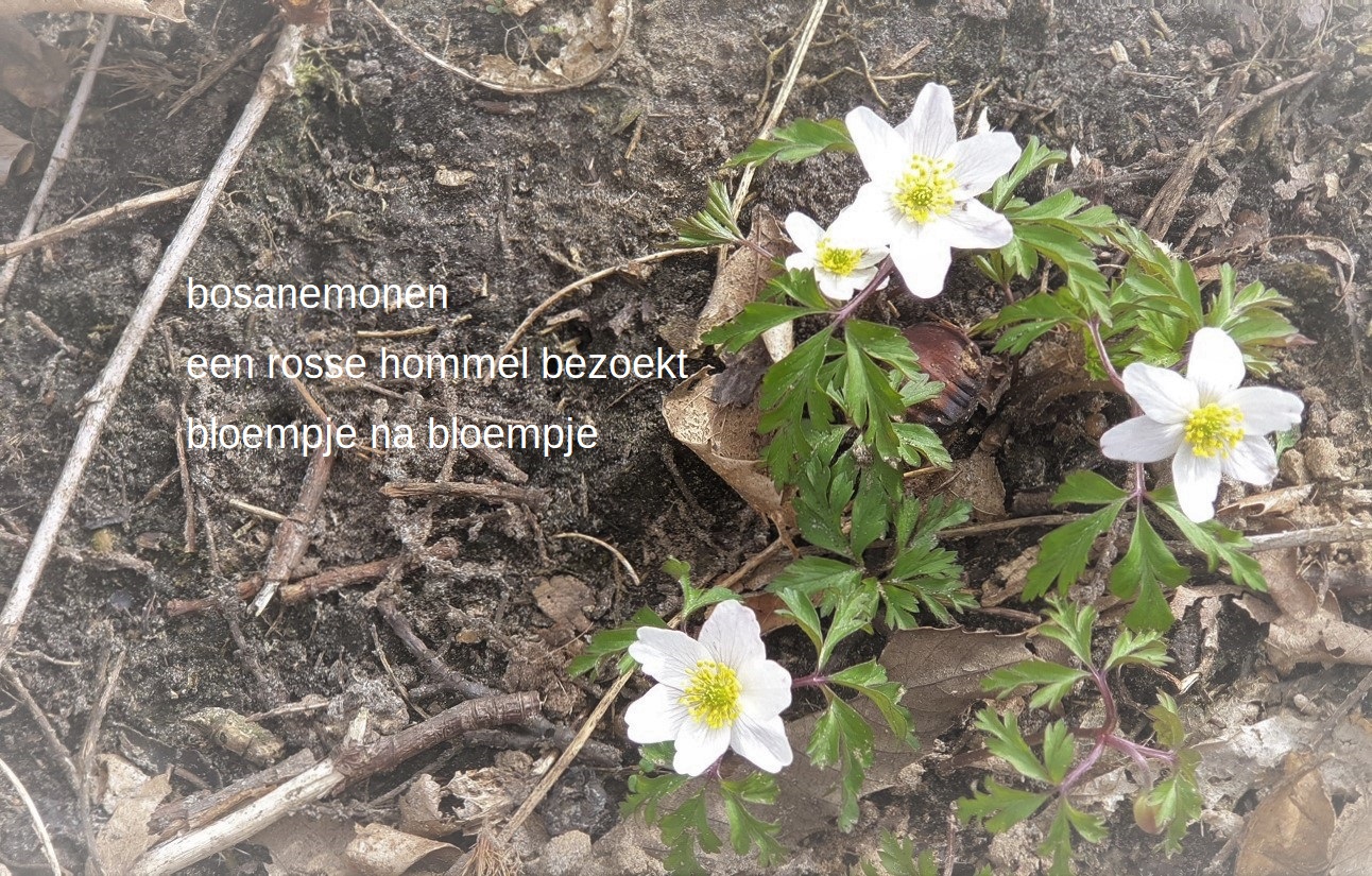 bosanemonen / een rosse hommel bezoekt / bloempje na bloempje