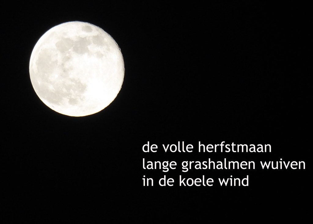 de volle herfstmaan / lange grashalmen wuiven / in de koele wind