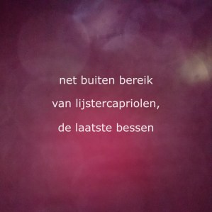 net buiten bereik
van lijstercapliolen,
de laatste bessen