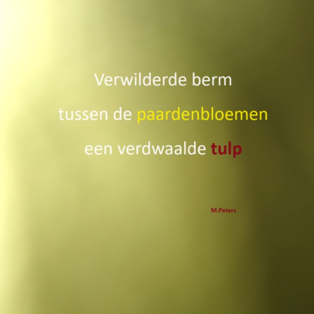 verwilderde berm
tussen de paardenbloemen
een verdwaalde tulp