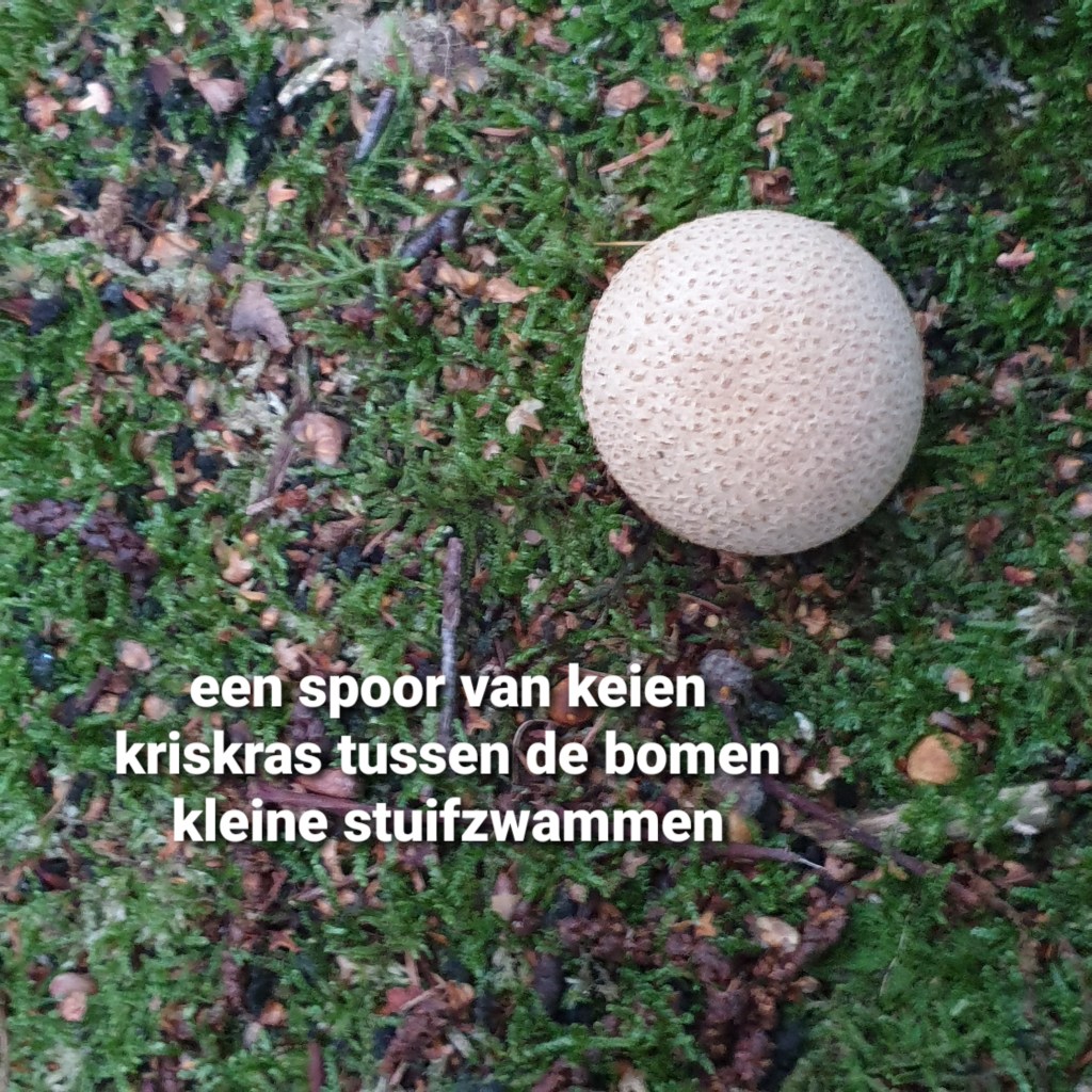 een spoor van keien / kriskras tussen de bomen / kleine stuifzwammen